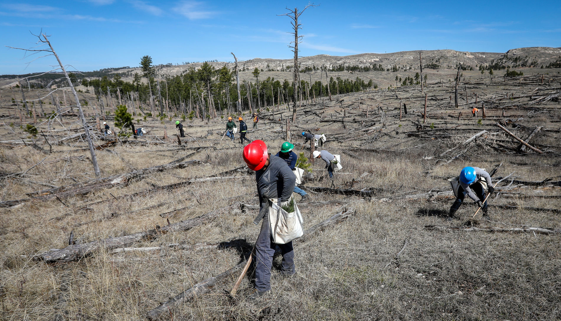 Jasper Fire Tree Planting wide